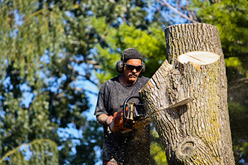 tree service jobs